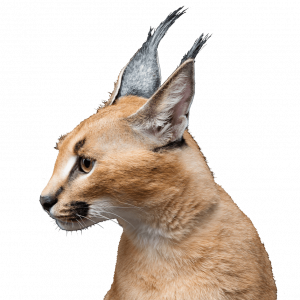 demo-attachment-255-beautiful-caracal-lynx-over-black-background-2LY36JN